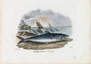 Atlantic Mackerel, 1863-79 by Raimundo Petraroja